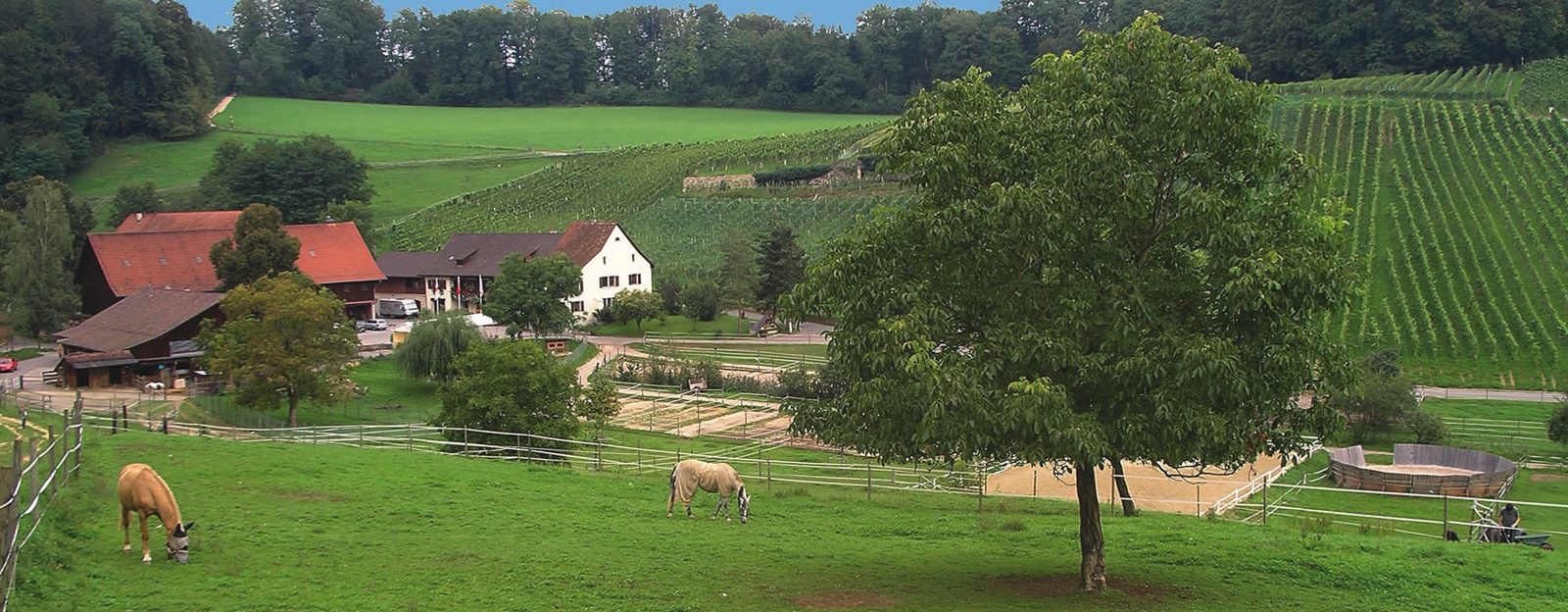 Weingut: Klushof Koellreuter, weiteres Bild
